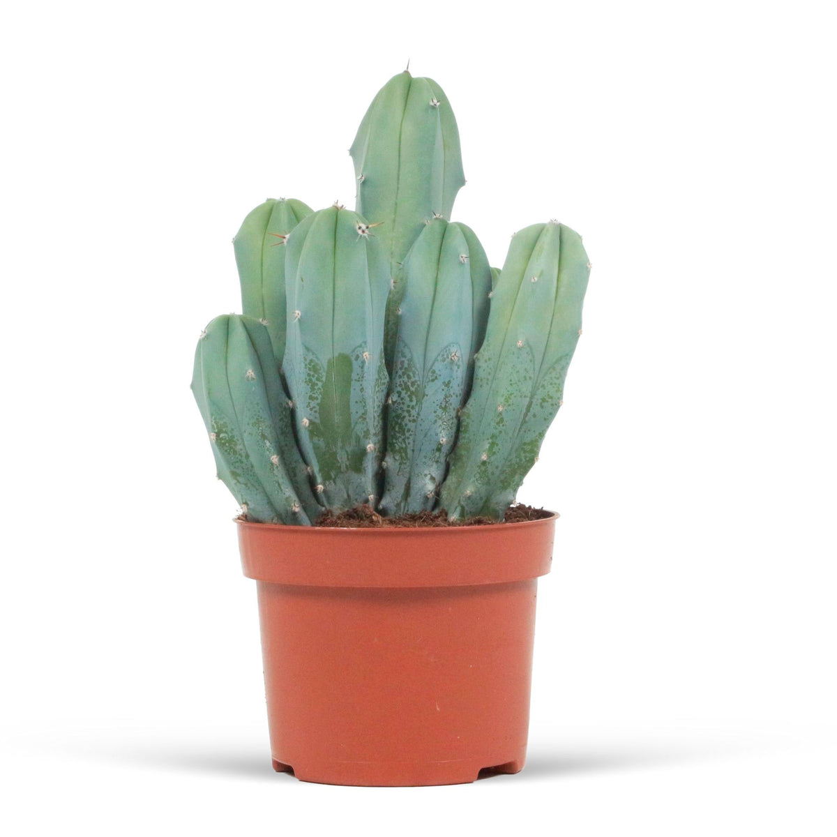 Columnar cactus Myrtillocactus geometrizans