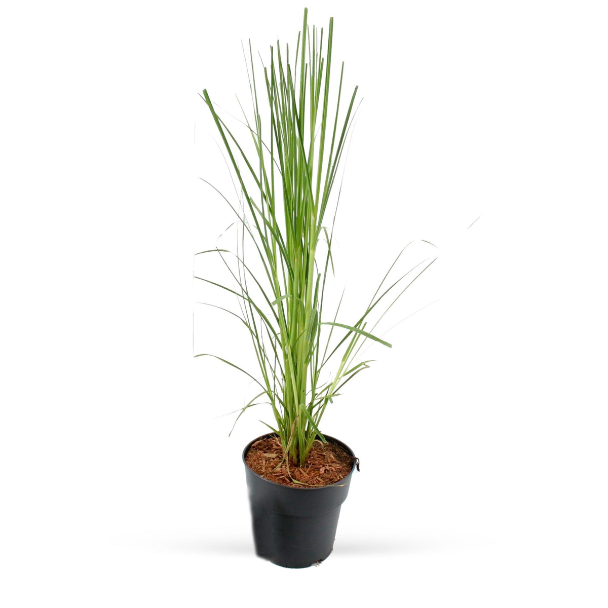 Pampas grass Cortaderia 'Pink Feathers' White-Pink - Hardy plant