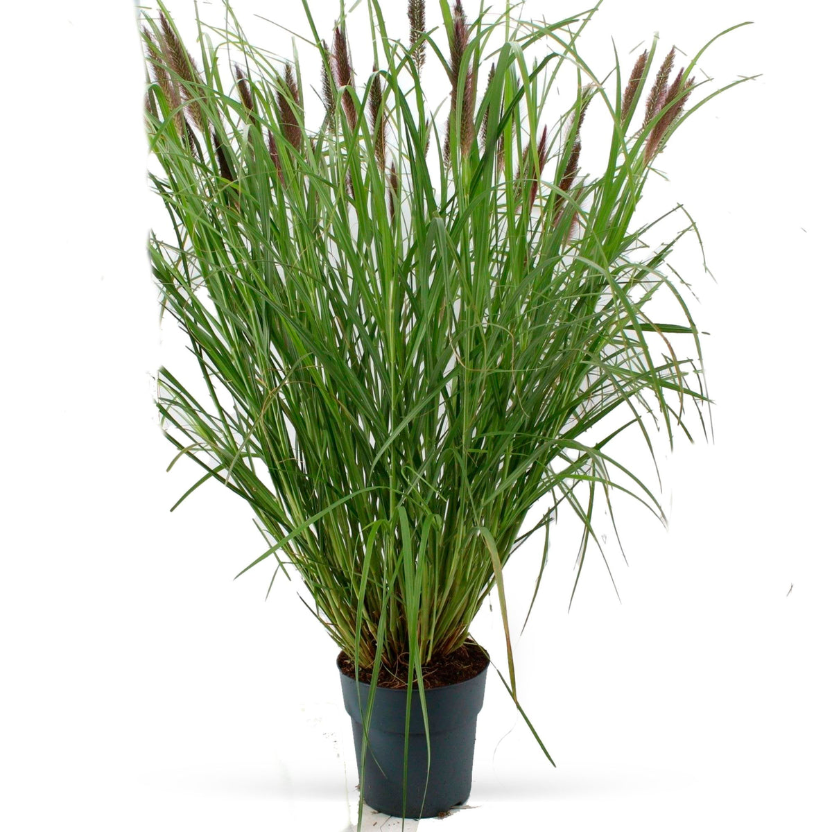 Fountain Grass Pennisetum 'Red Head' Brown-Purple - Hardy plant