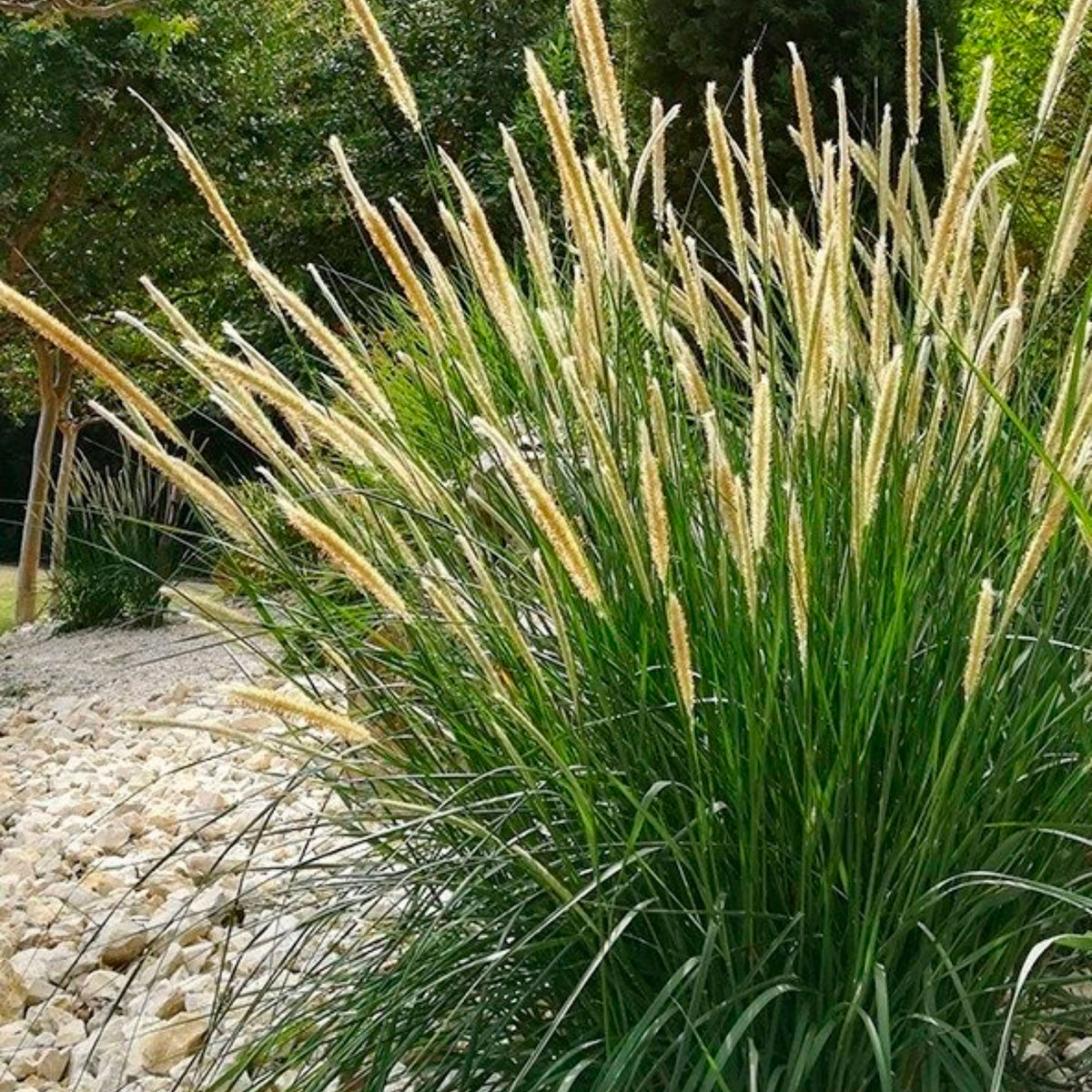 Fountain Grass Pennisetum macrourum Brown-Purple-White - Hardy plant