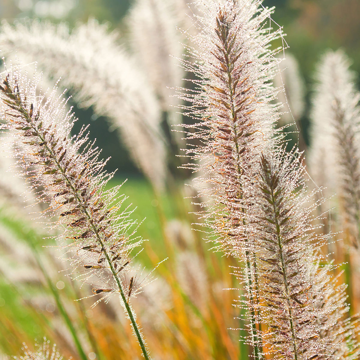 Fountain Grass Pennisetum 'Fairy Tails' Brown-Purple-White - Hardy plant
