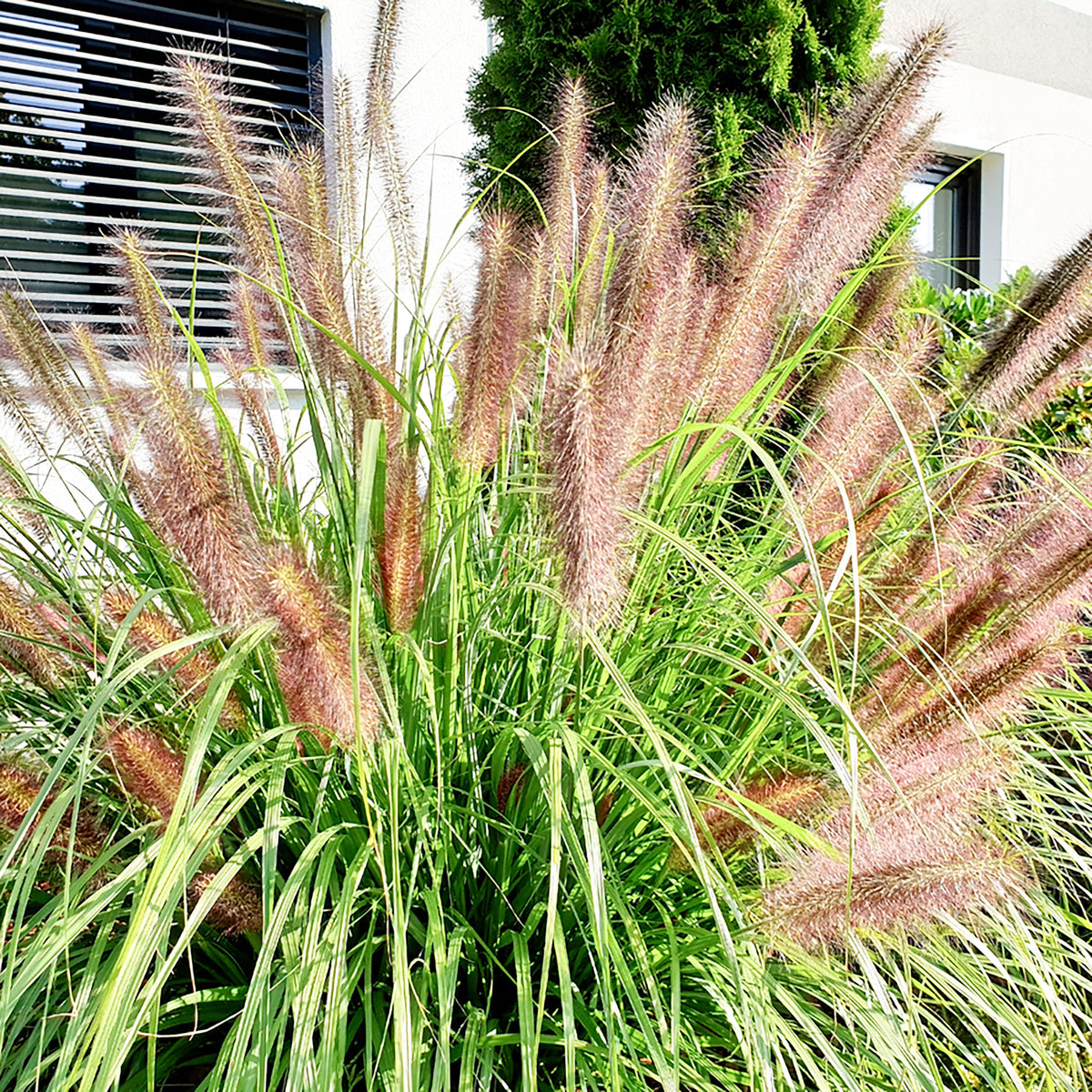 Fountain Grass Pennisetum 'Flamingo' Brown-Purple-Pink - Hardy plant
