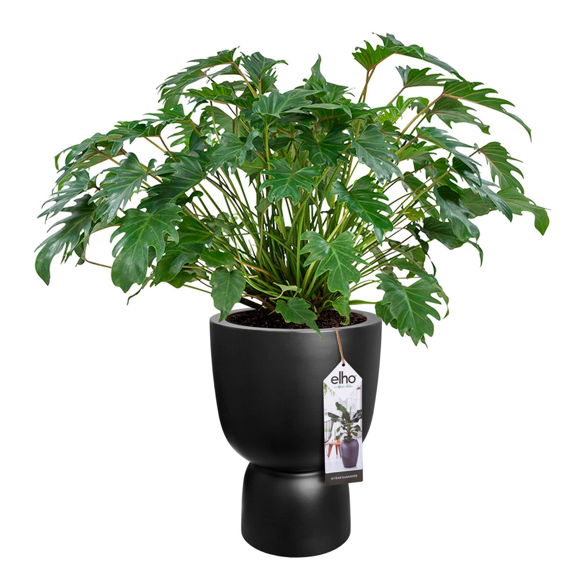 Elho pure coupe - Indoor and outdoor pot Black