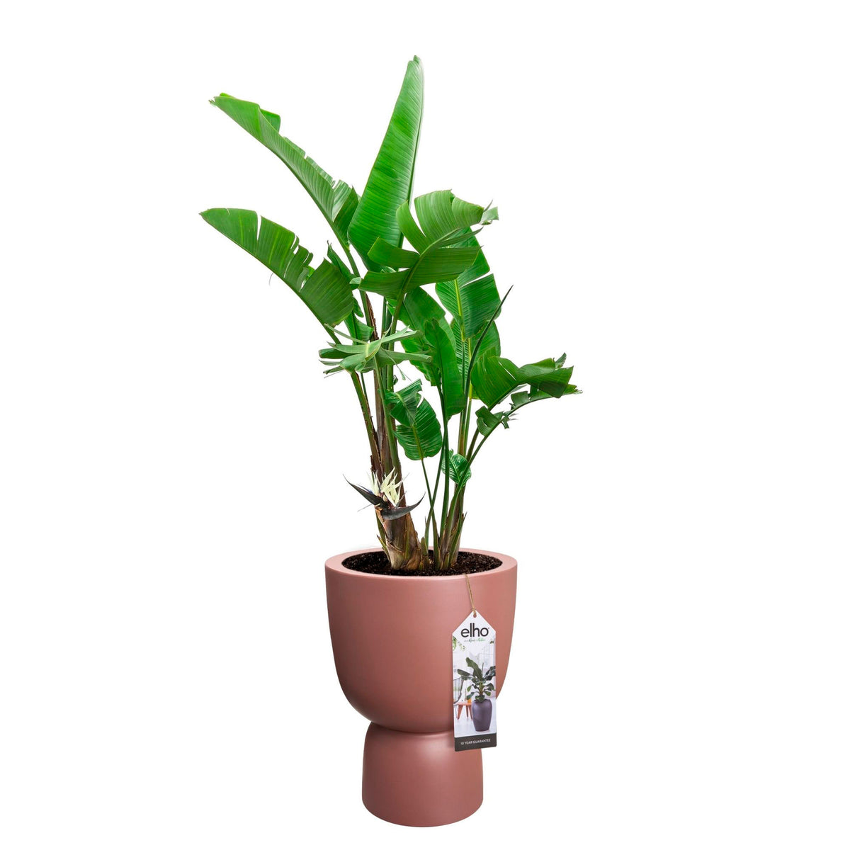 Elho pure coupe - Indoor and outdoor pot Pink-Brown
