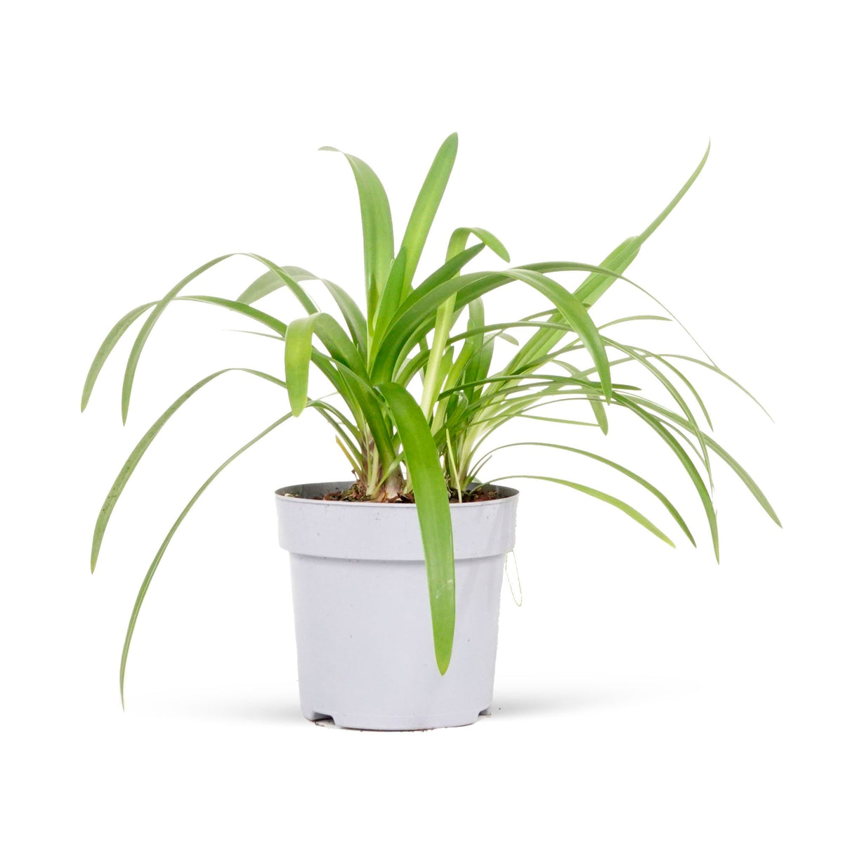 African lily Agapanthus 'Charlotte' Blue - Hardy plant