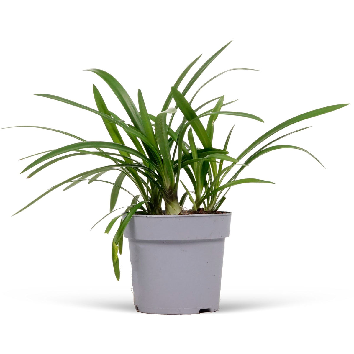 African lily Agapanthus 'Fireworks' Purple-White - Hardy plant
