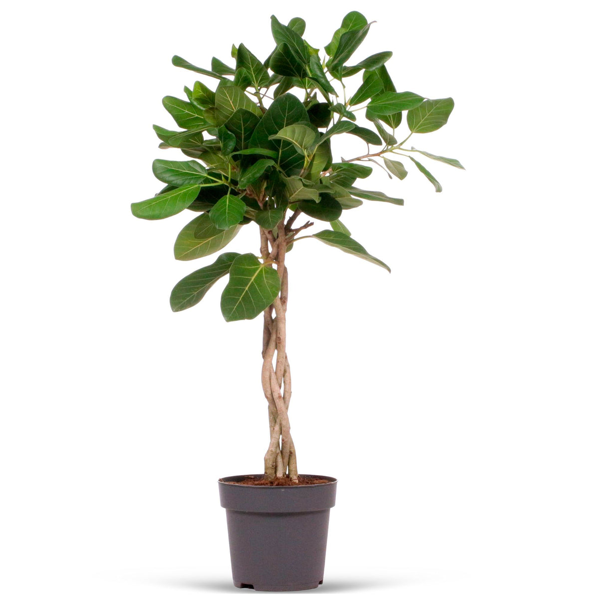 African Fig Tree Ficus benghalensis 'Audrey'
