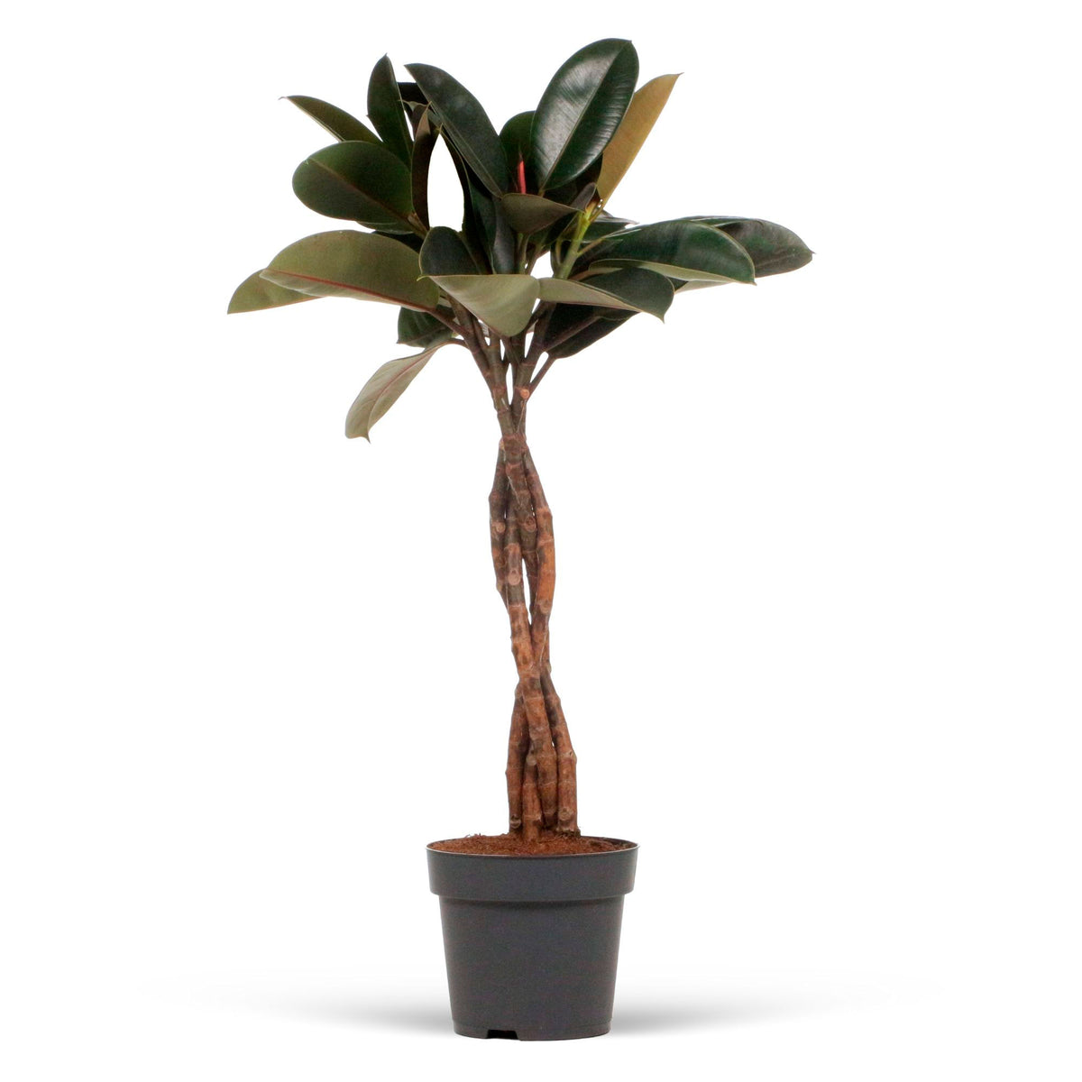 Rubber plant Ficus elastica 'Burgundy'