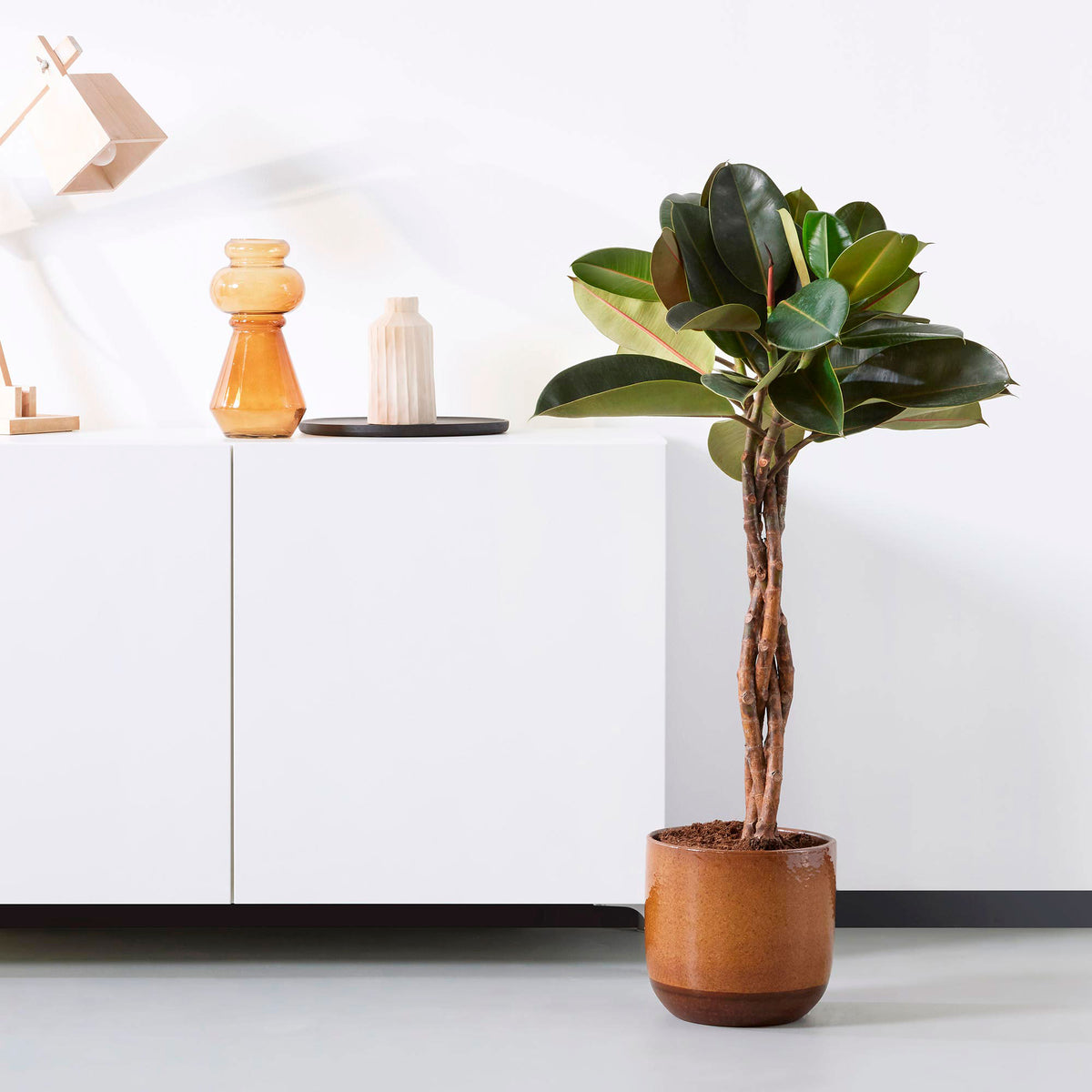 Rubber plant Ficus elastica 'Burgundy'