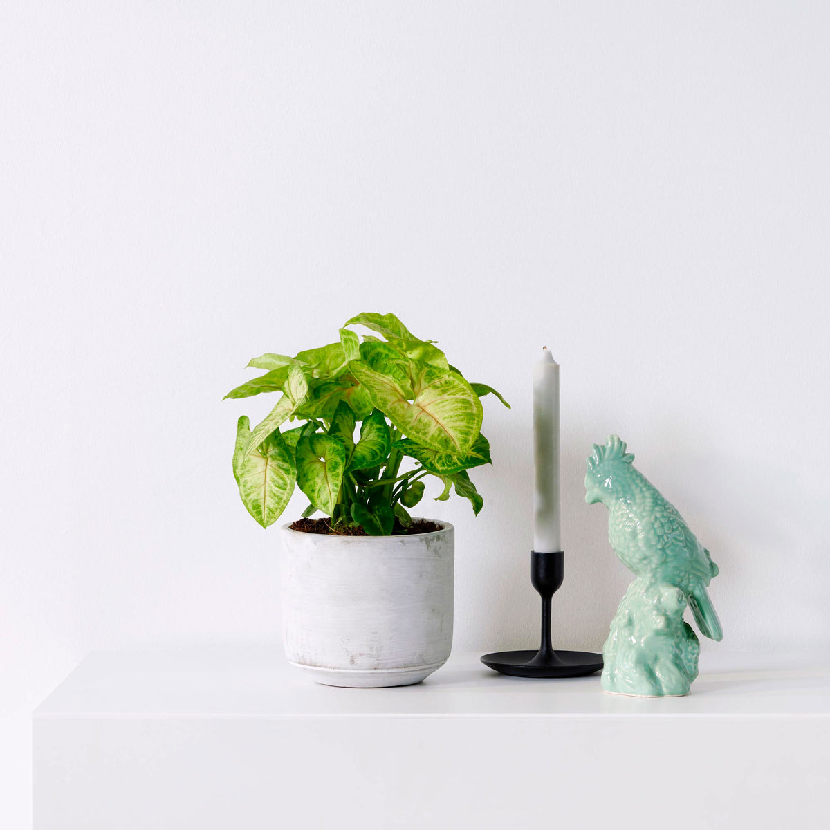 Syngonium 'Golden Alusion'