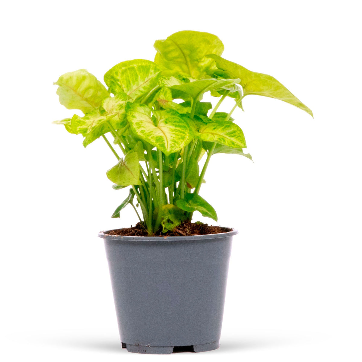 Syngonium 'Golden Alusion'