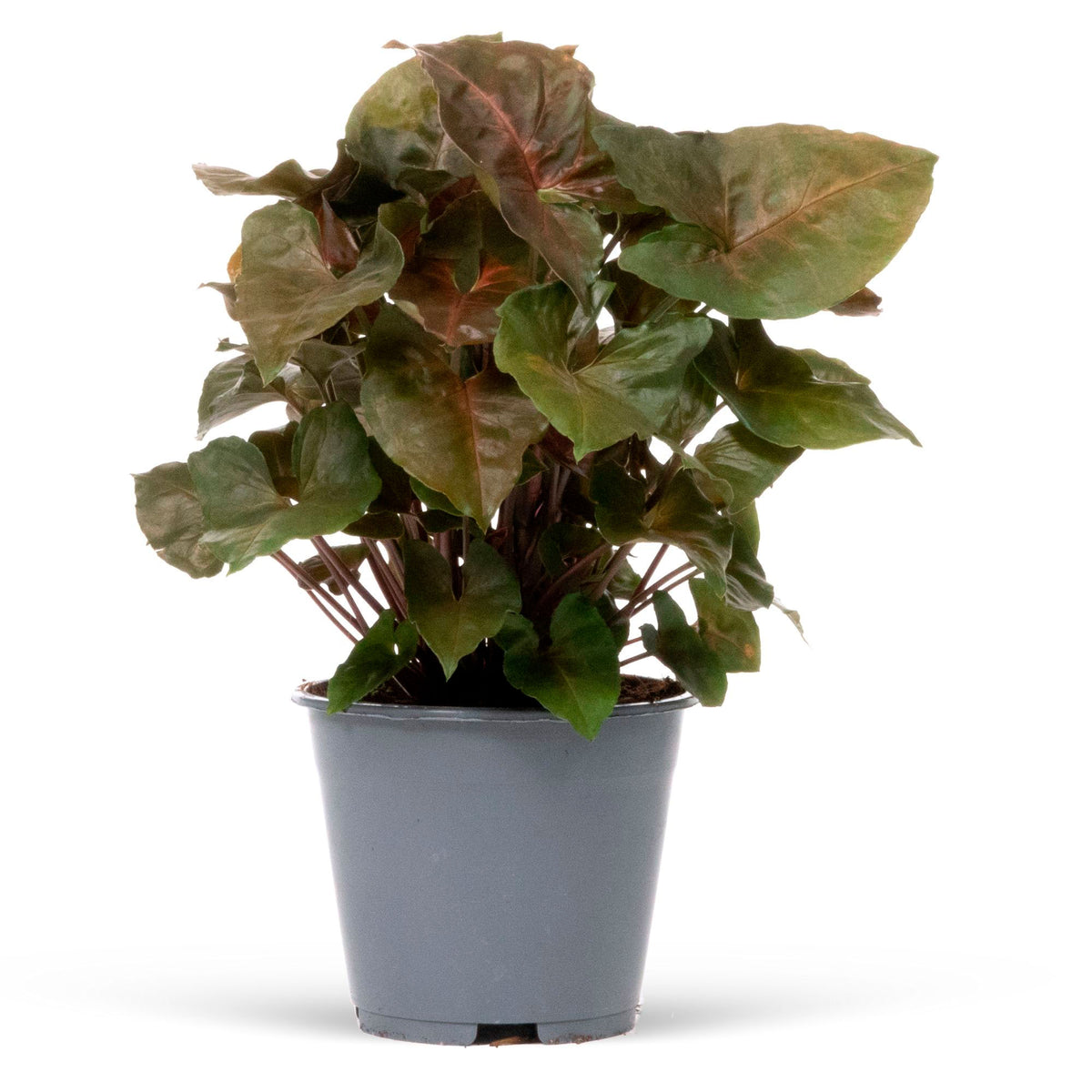 Syngonium 'Maria'