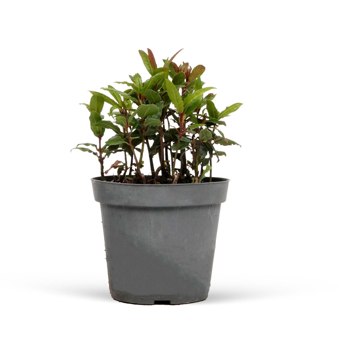 Bay laurel Laurus nobilis - Hardy plant