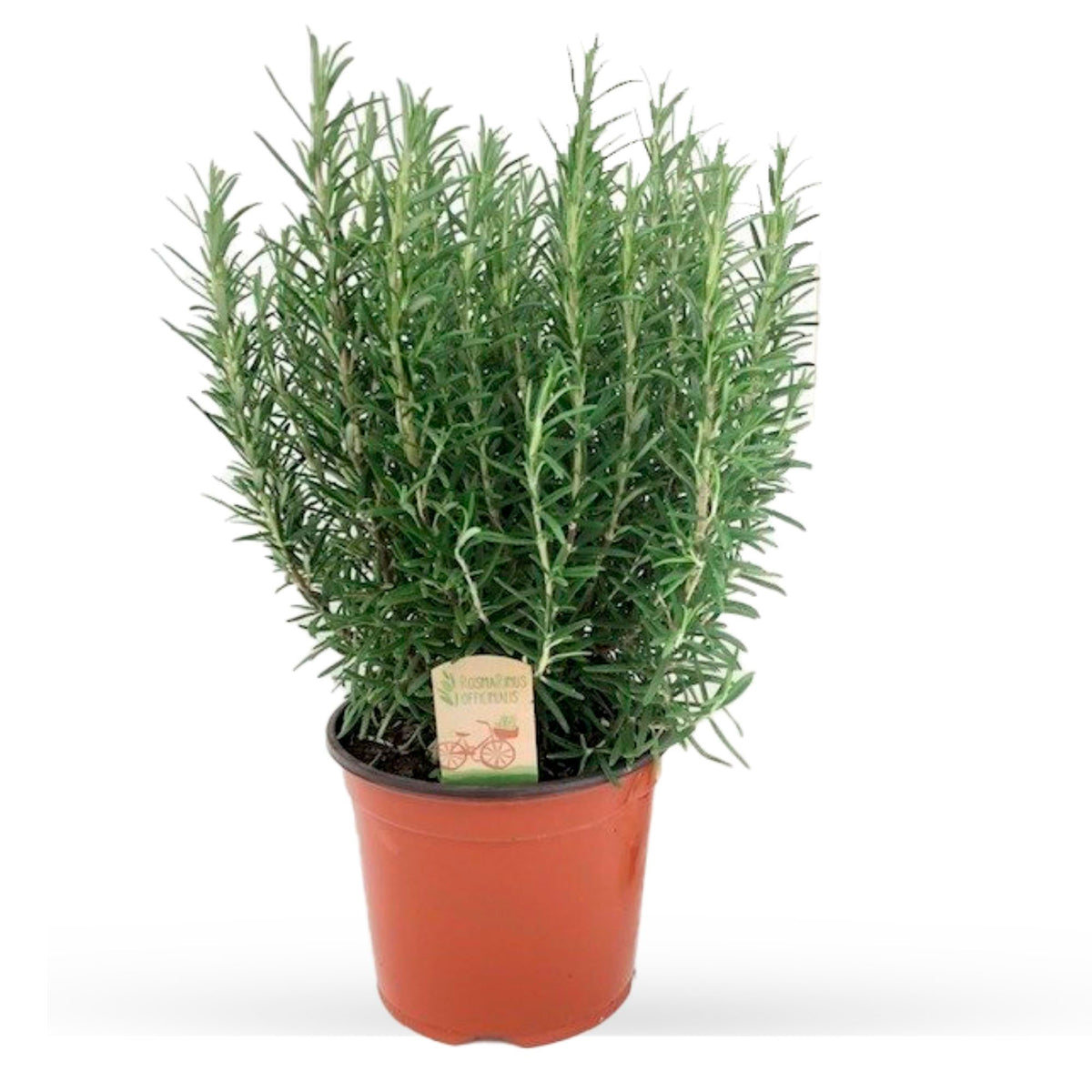 Rosmarinus officinalis Green - Hardy plant