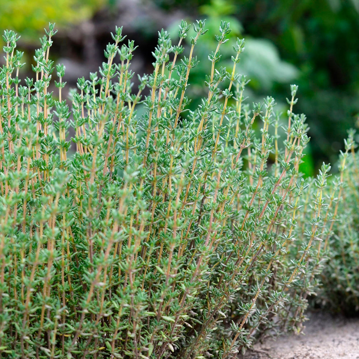 Thymus faustini Green-Yellow - Hardy plant