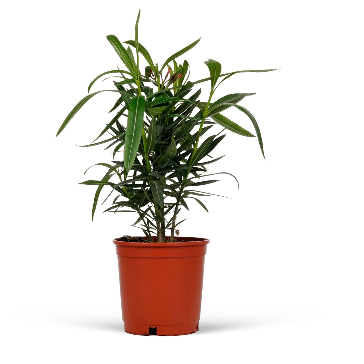 Nerium oleander Red-Pink