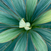 Yucca filamentosa Green