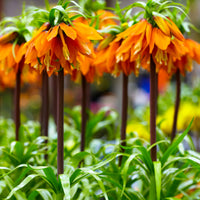 2x Crown imperial Fritillaria 'Orange Beauty' orange
