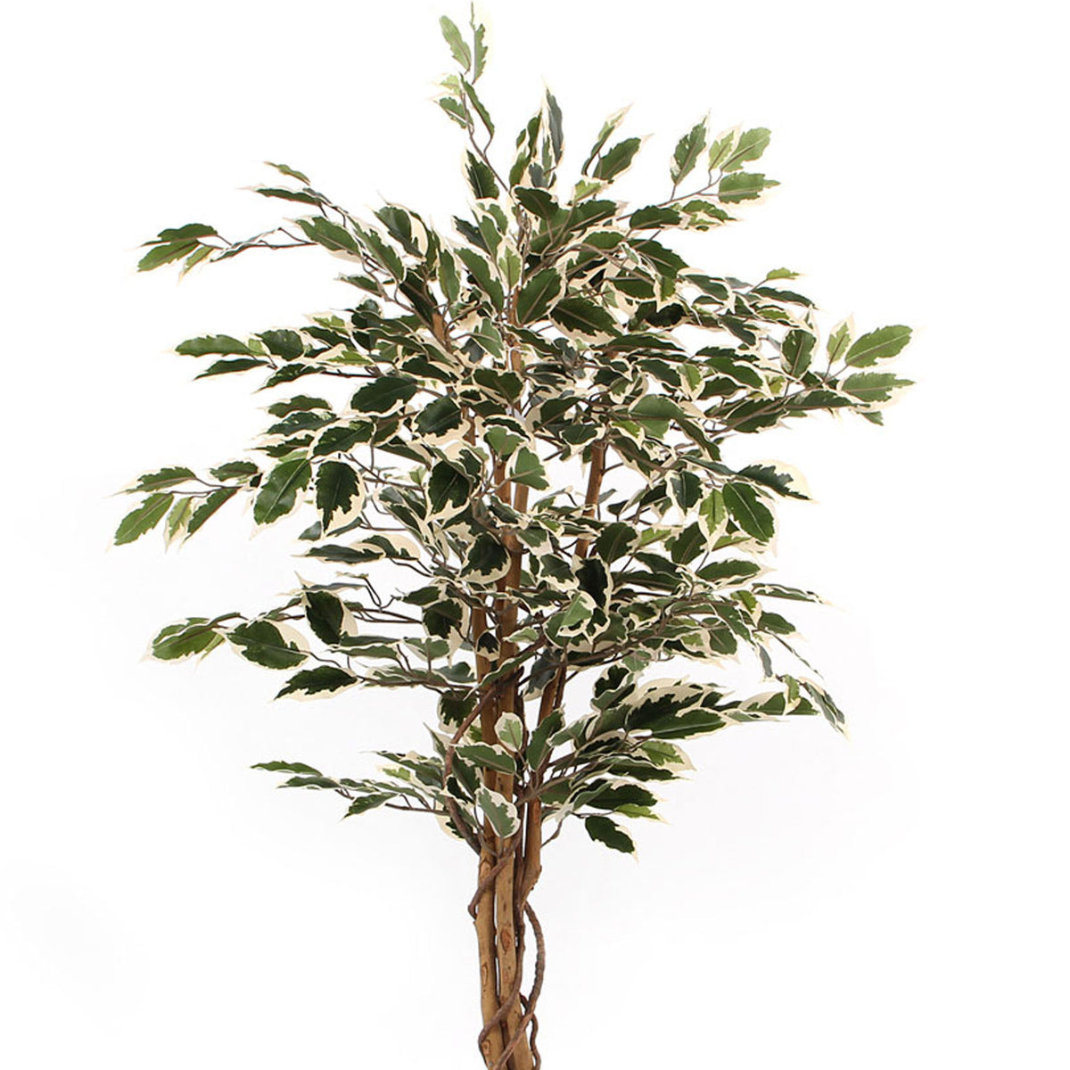 Mica Artificial Ficus Benjamina 'Hawaii'