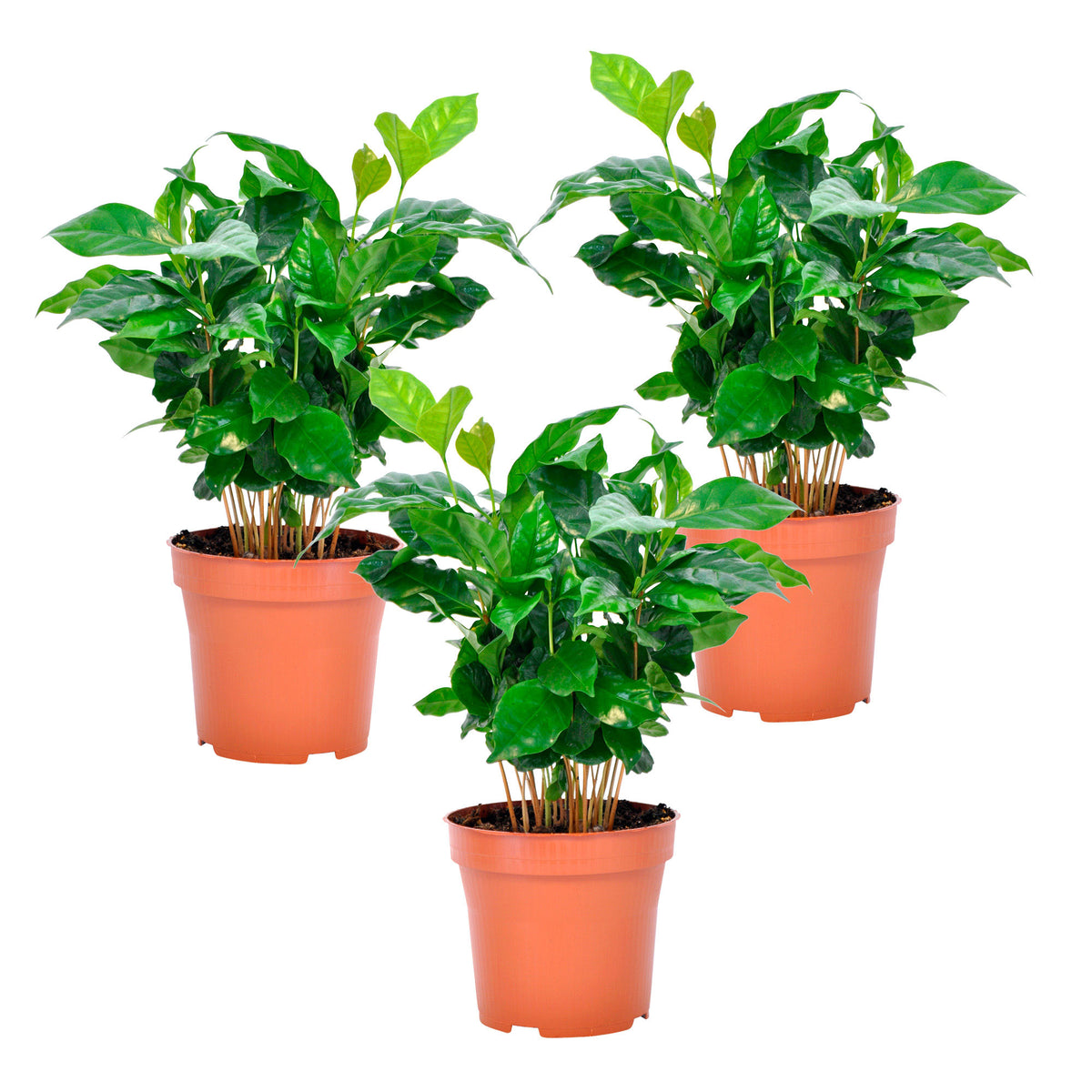 3x Coffee plant Coffea 'Nana'