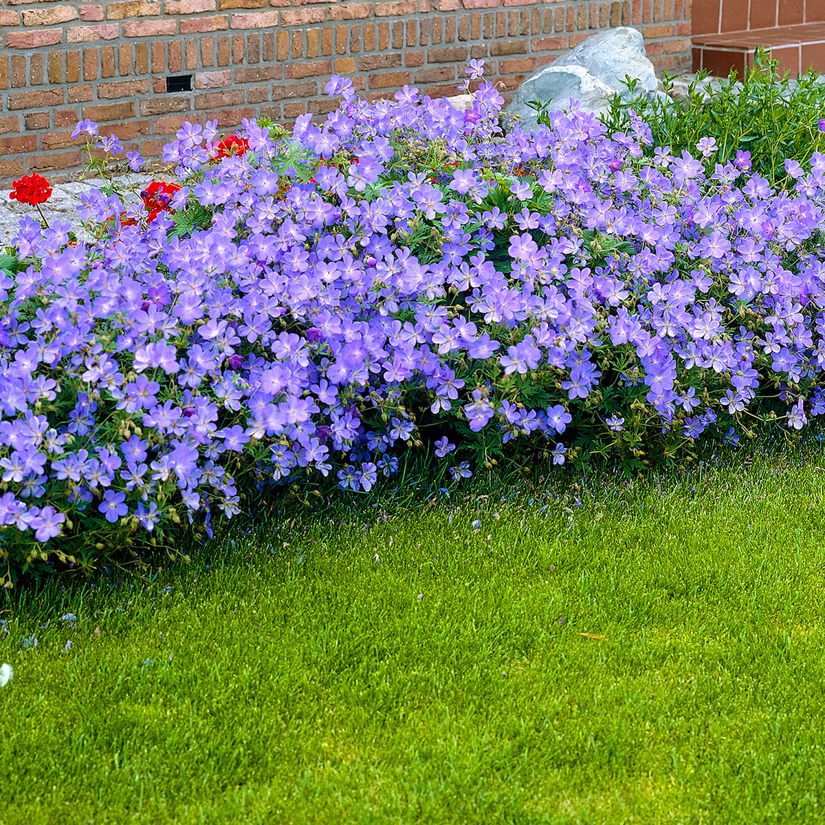 Cranesbill Geranium 'Johnson's Blue' - Organic blue - Hardy plant