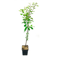 Duo apple tree: ‘Elstar‘ + ‘Golden Delicious‘ - Hardy plant