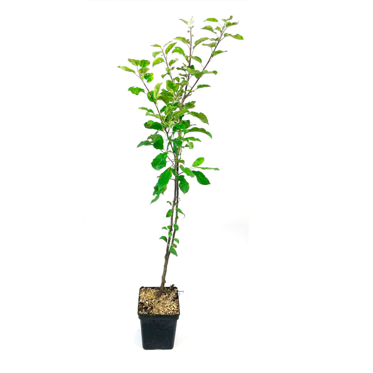 Duo apple tree: ‘Elstar‘ + ‘Golden Delicious‘ - Hardy plant