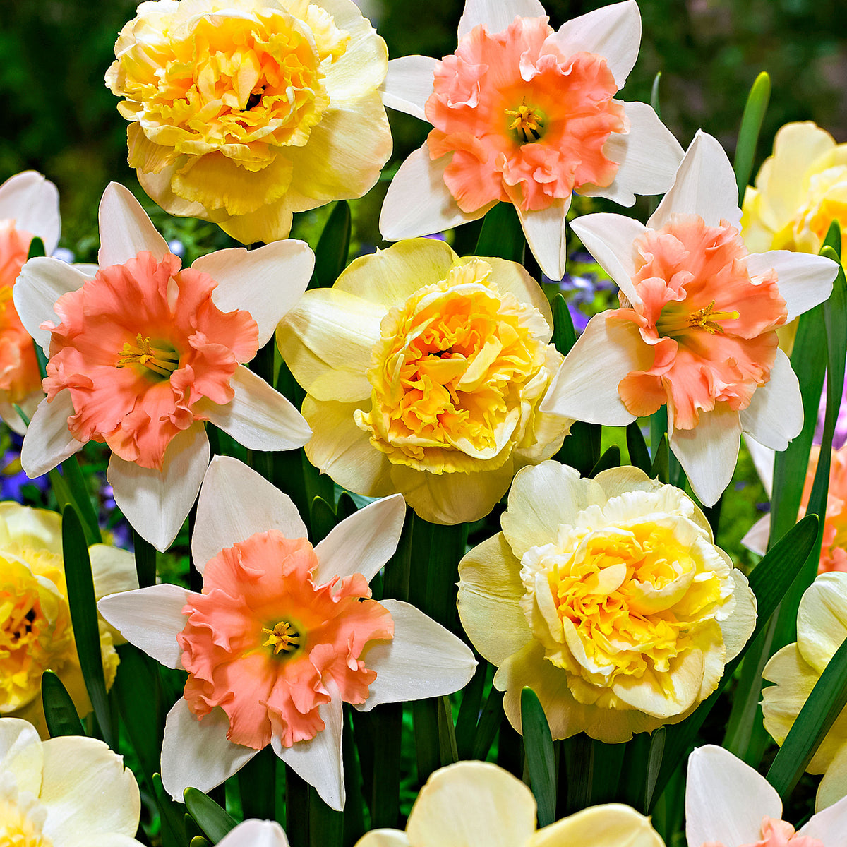 7x Double-flowered Daffodil Narcissus - Mix ’Art Design’ + ’Dear Love’ yellow-pink