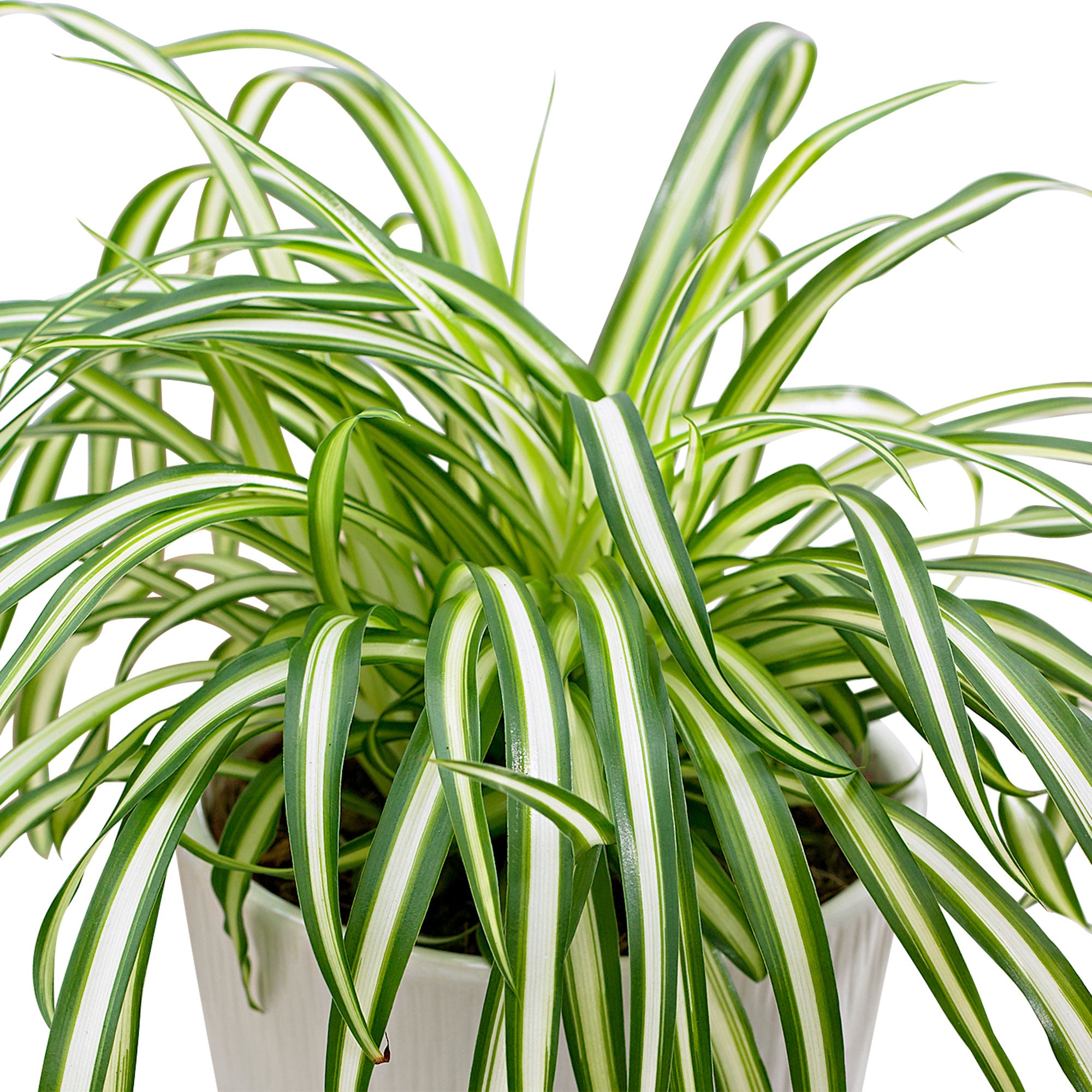 atlantic spider plant Spider plant Chlorophytum 'Atlantic'