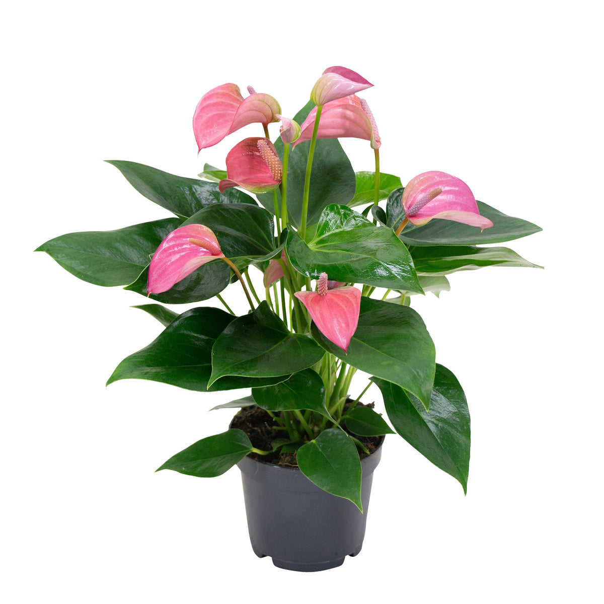 Flamingo plant Anthurium 'Joli Pink' Pink