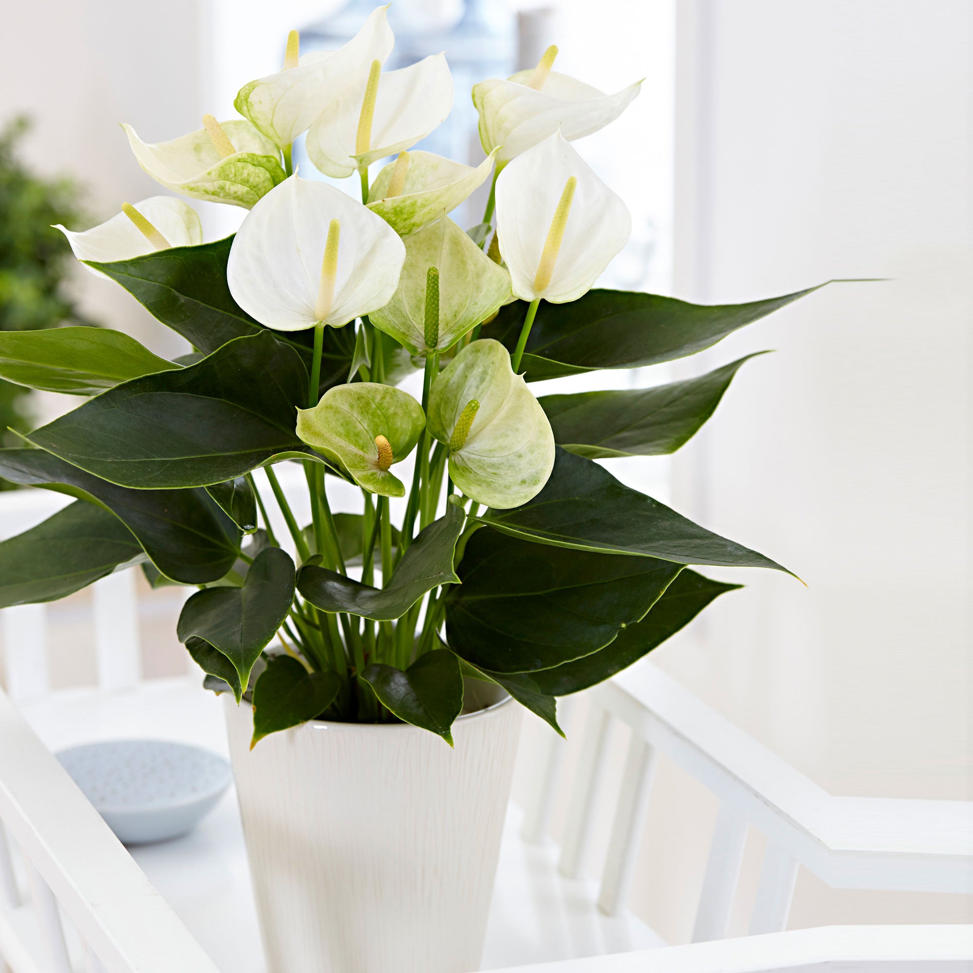 white anthurium plant care Flamingo plant Anthurium andreanum White