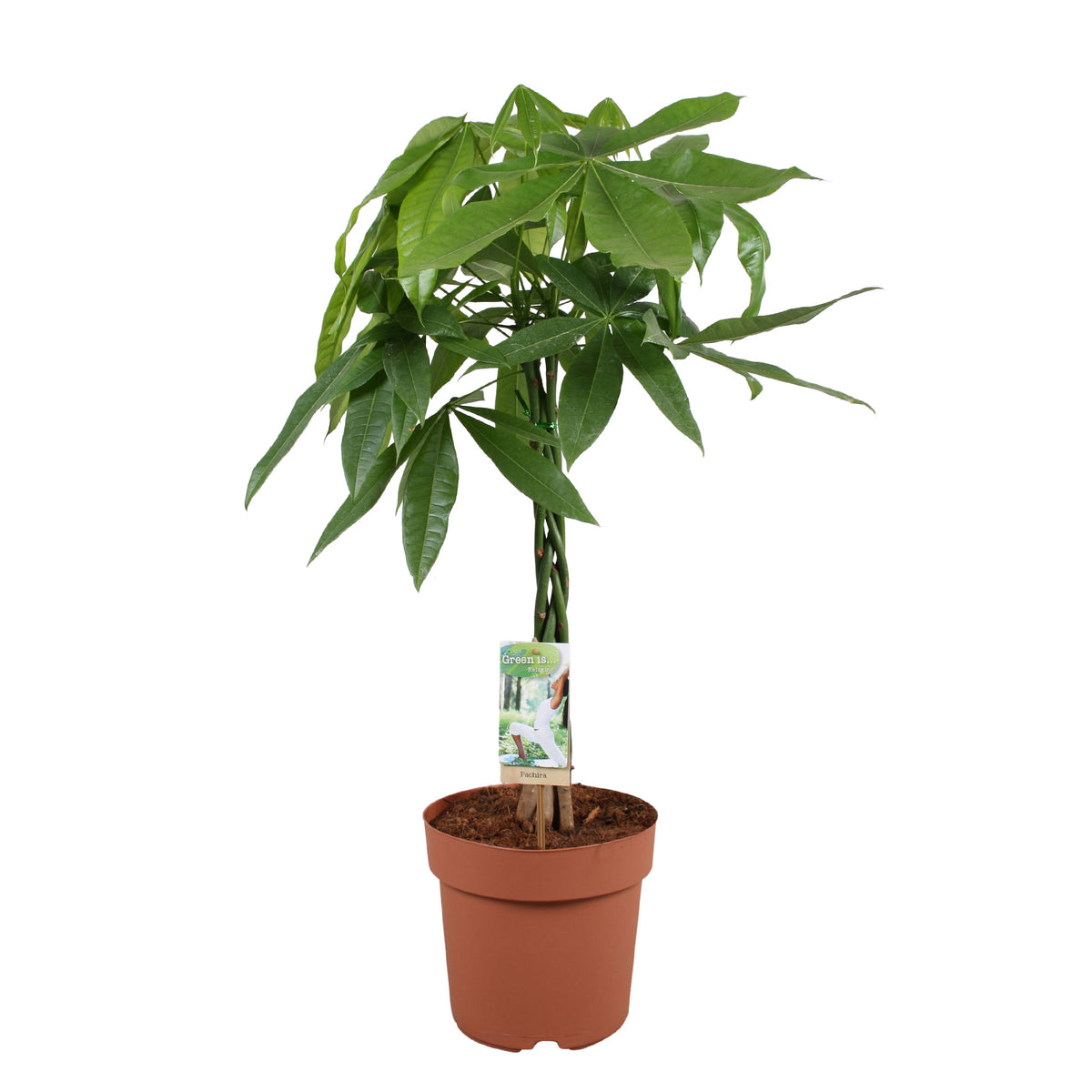 Money tree Pachira aquatica braided stem
