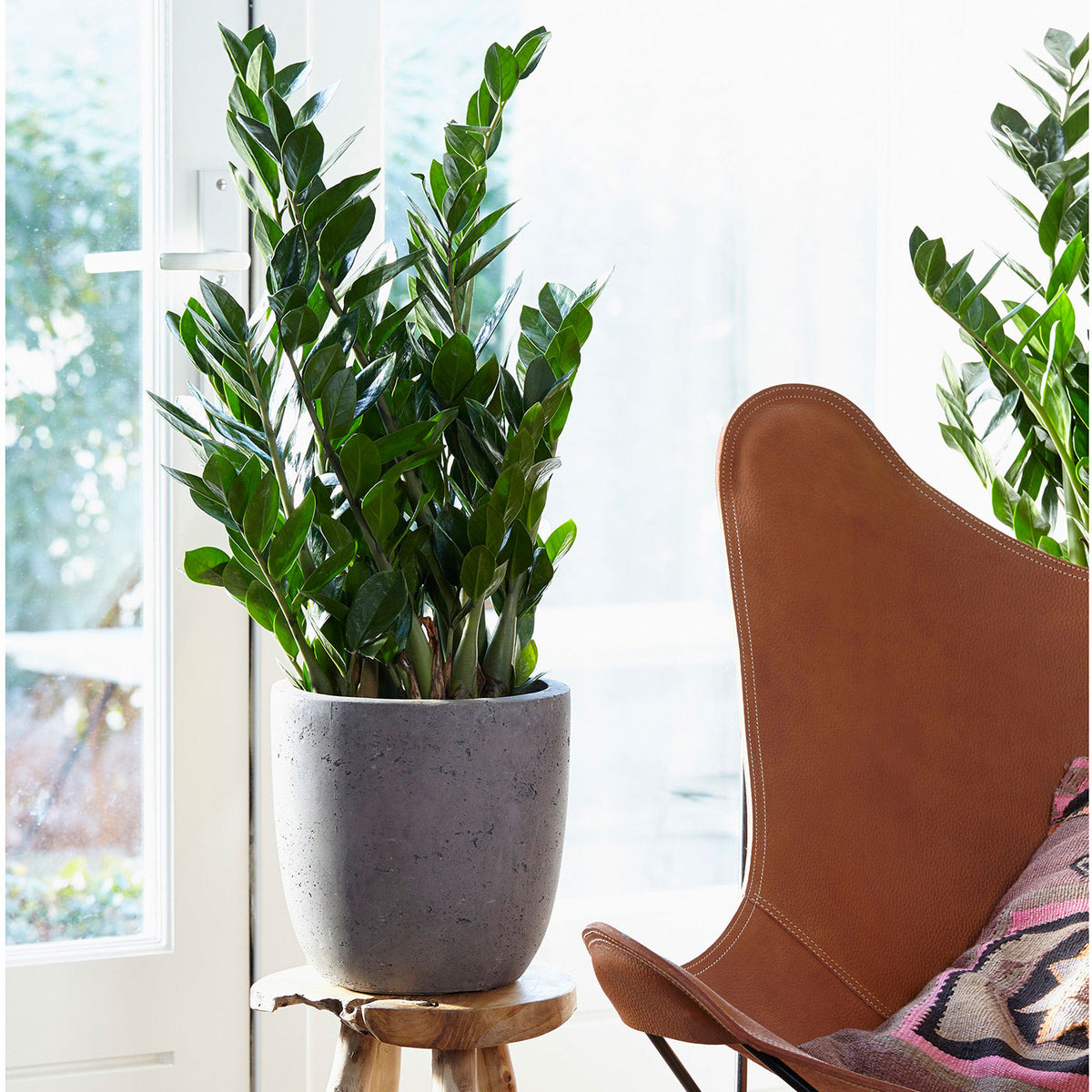 ZZ Plant Zamioculcas zamiifolia