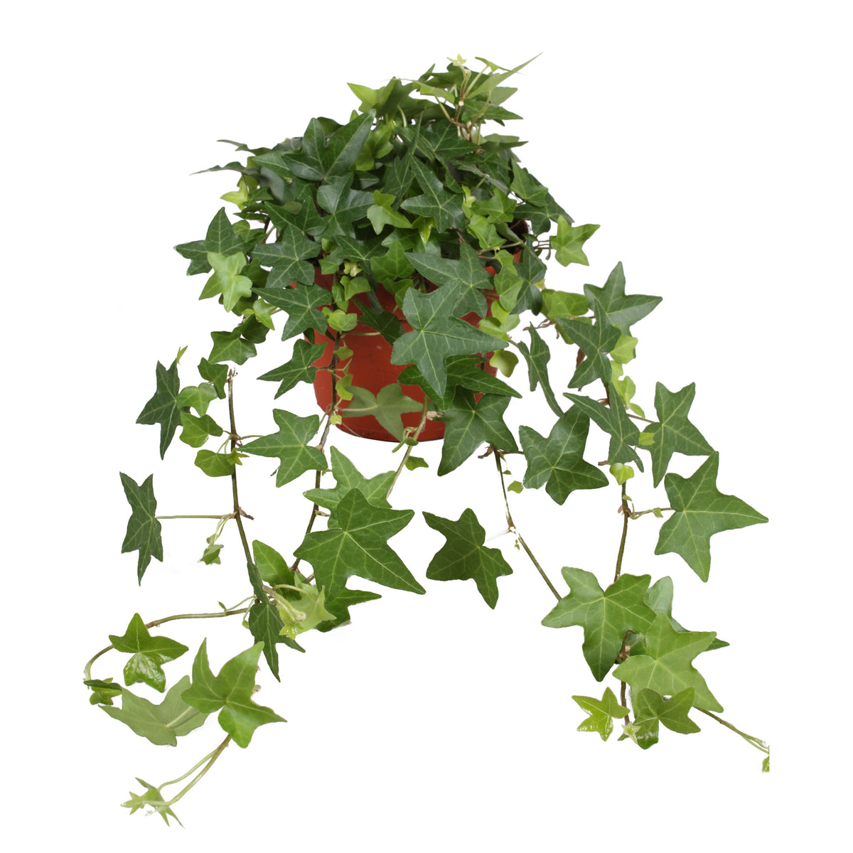 Ivy Hedera 'Pittsburgh' - Hanging plant