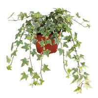 Ivy Hedera 'Eva'  - Hanging plant