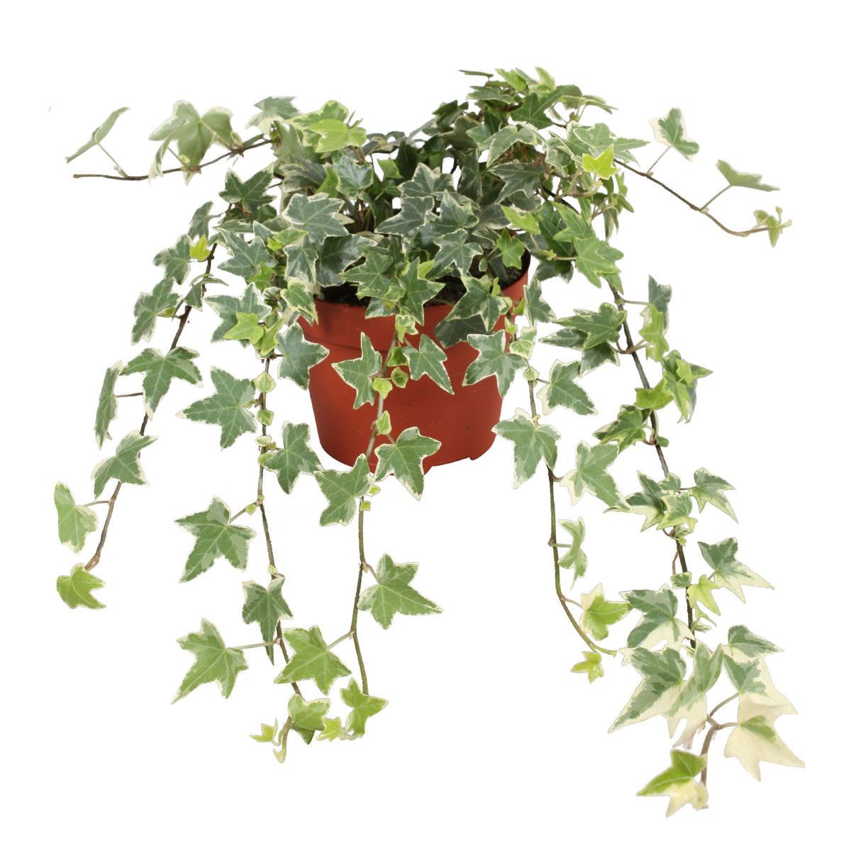 Ivy Hedera 'Eva' - Hanging plant