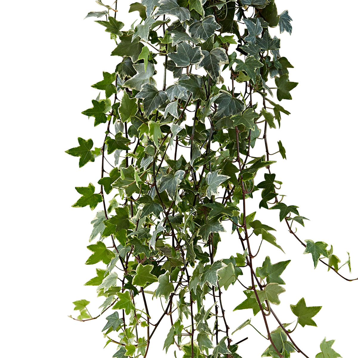Ivy Hedera 'Eva' - Hanging plant