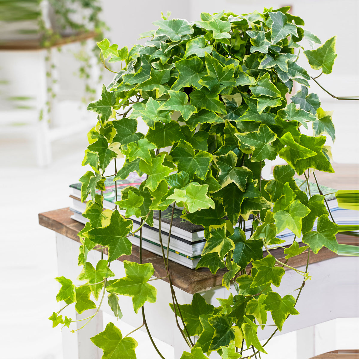 Ivy Hedera 'Goldchild' - Hanging plant