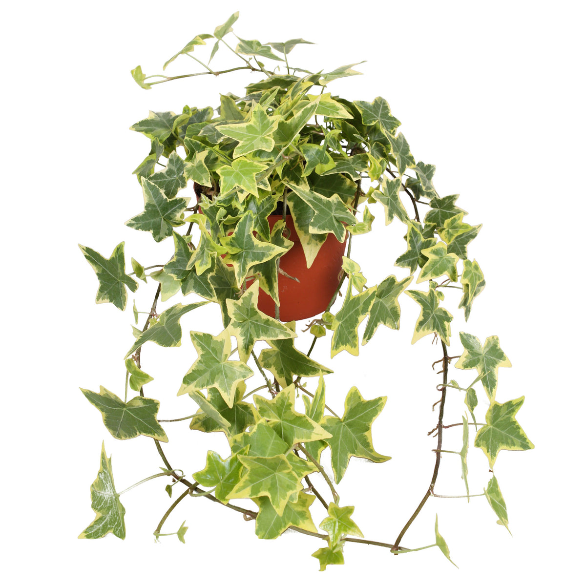 Ivy Hedera 'Goldchild' - Hanging plant