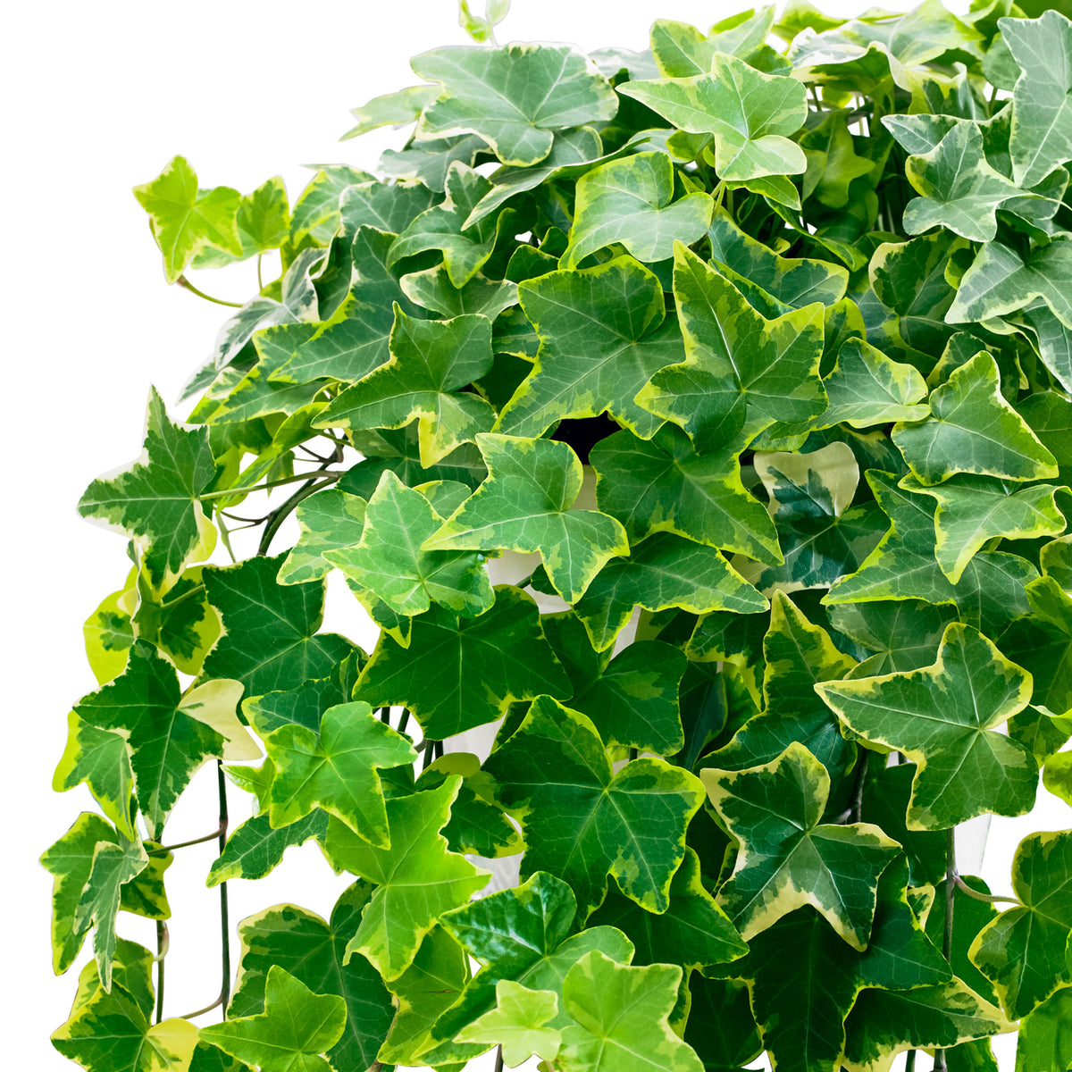 Ivy Hedera 'Goldchild' - Hanging plant