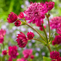 3x Great masterwort Astrantia 'Milano' pink - Bare rooted