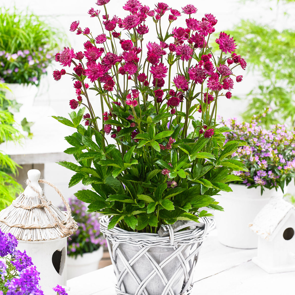 3x Great masterwort Astrantia 'Milano' pink - Bare rooted