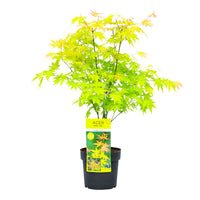 Japanese maple Acer 'Orange Dream' Green-Yellow-Orange - Hardy plant