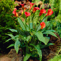 2x Arum lily 'Red Alert' red