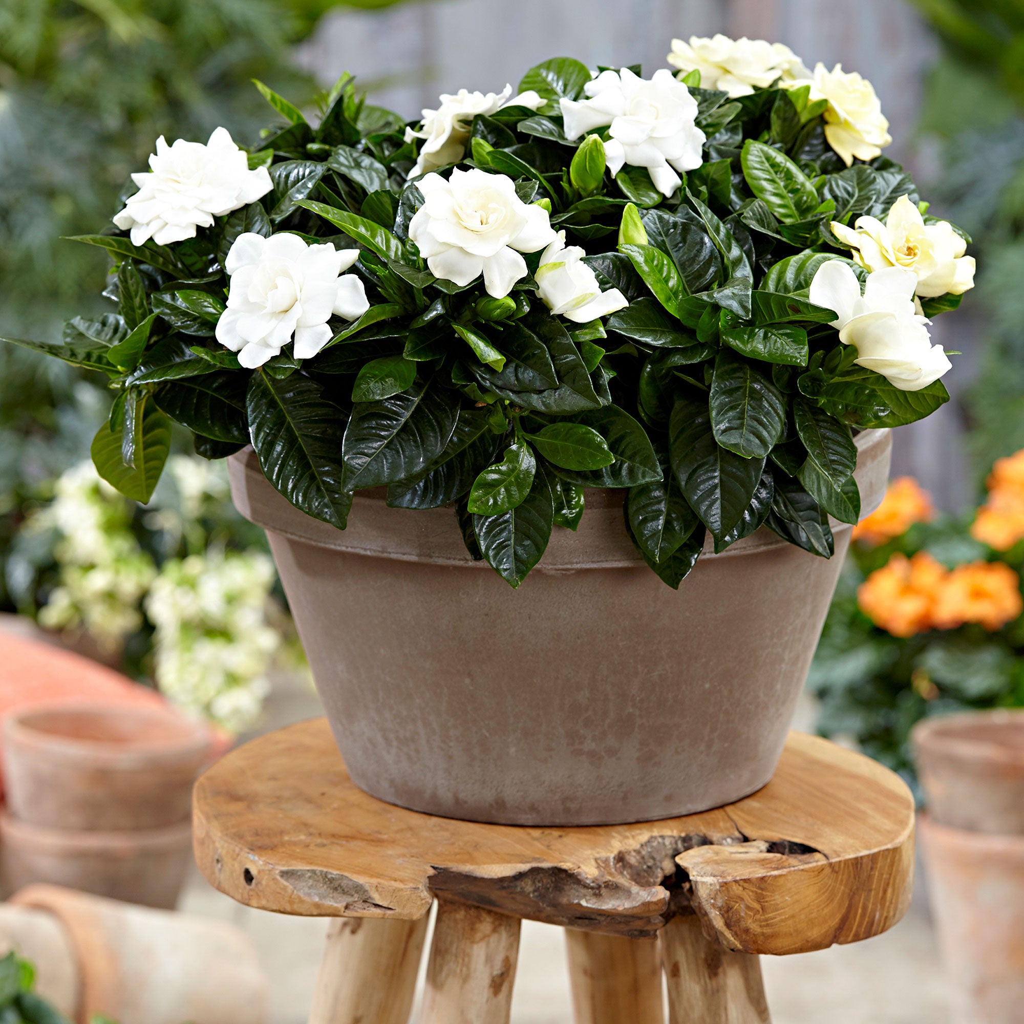 Gardenia Std. 2024 10” pot Cape Jasmine