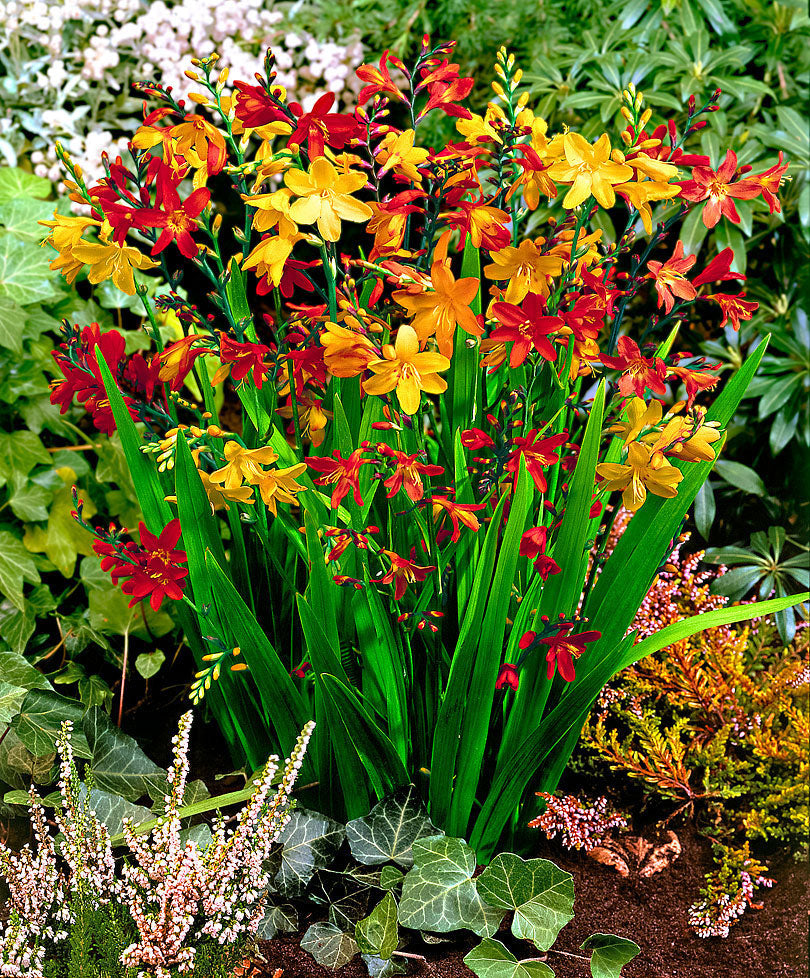 50x Crocosmia - Mix red-orange-yellow