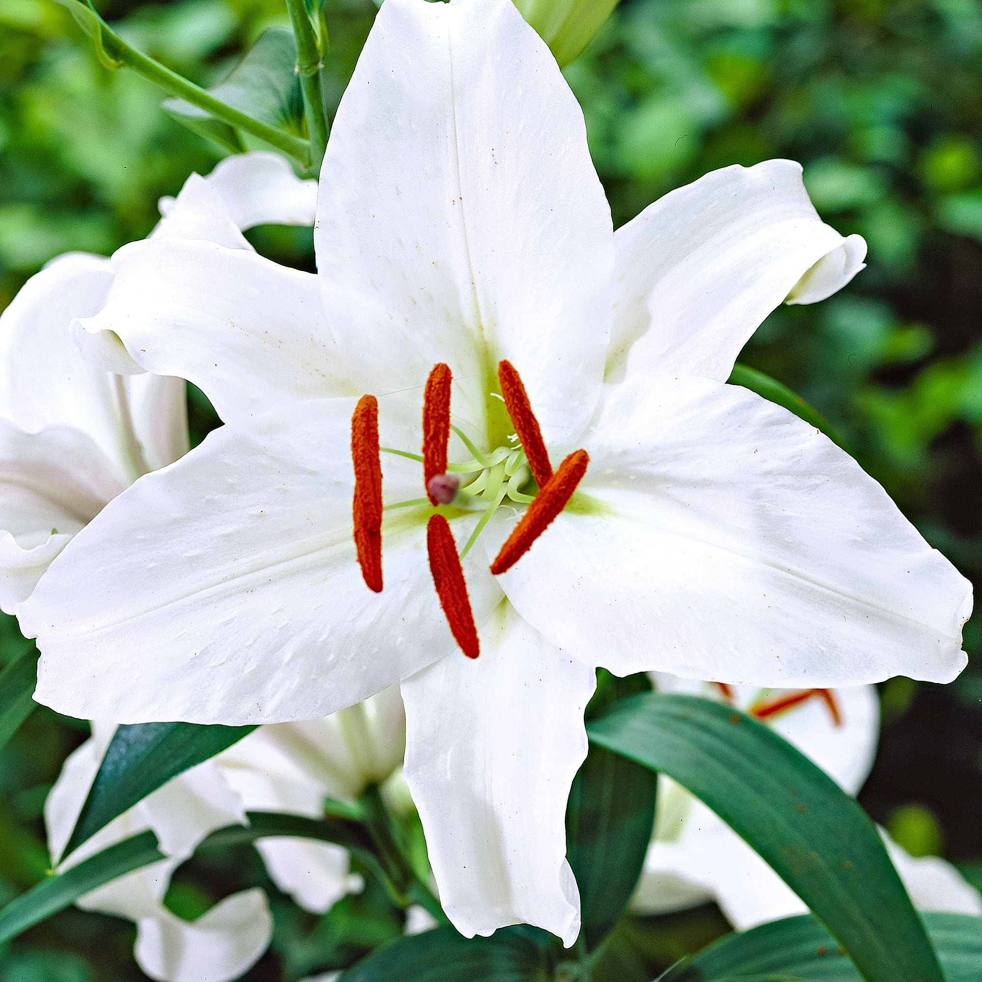 Buy 5x Lilies Lilium 'Mother's Choice' white | Bakker.com