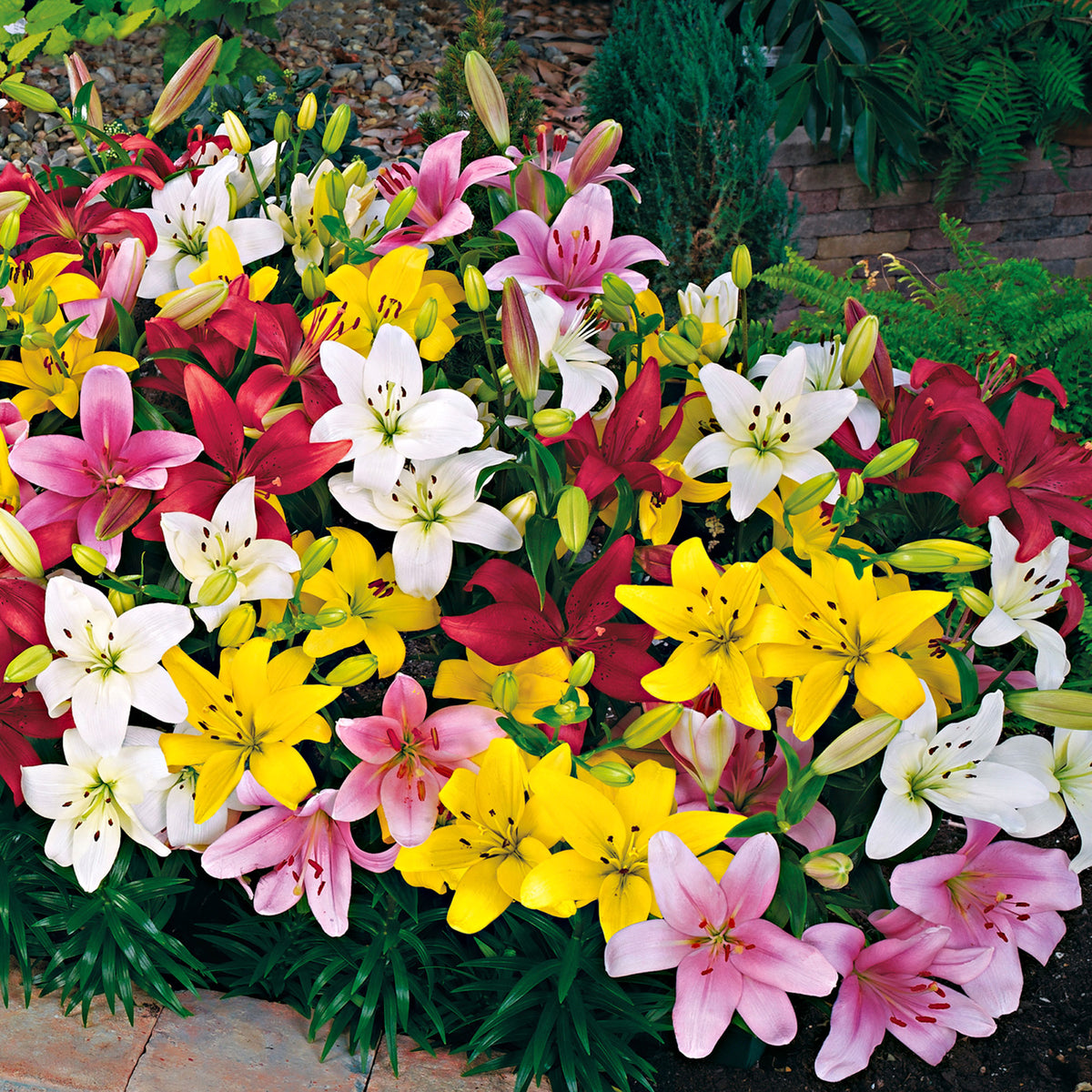 Lilies Lilium - Mix 'Lambada'