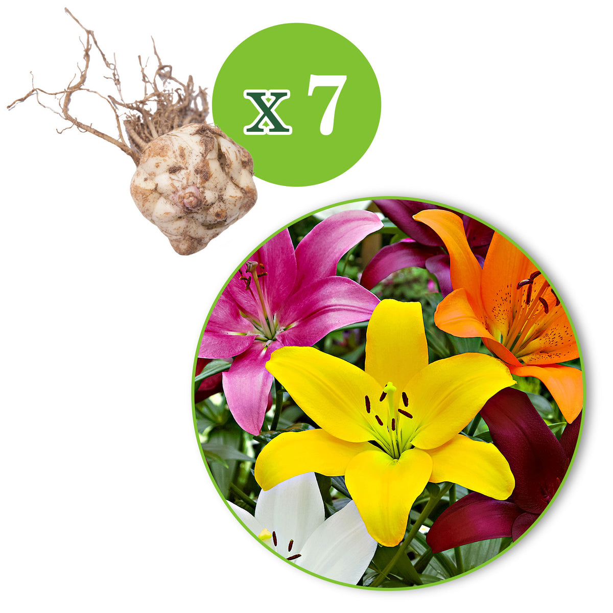 Lilies Lilium - Mix 'Lambada'