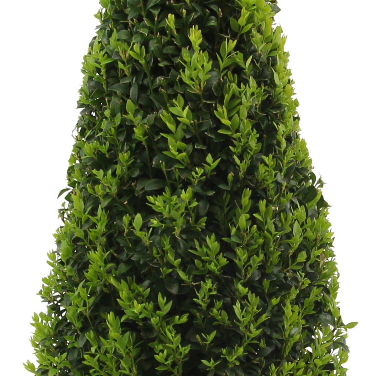 Buxus sempervirens - Hardy plant